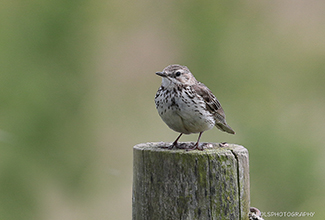 MEADOW PIPIT (Anthus pratensis)