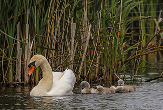 MUTE SWAN AND CYGNETS (Cygnus olor)