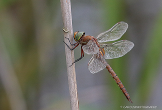 NORFOLK HAWKER (Aeshna isoceles)