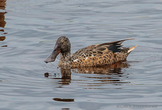 NORTHERN SHOVELER-FEMALE (Anas clypeata)