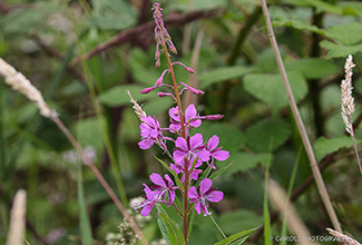 ROSEBAY WILLOWHERB (Chamerion angustifolium)