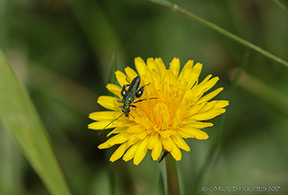 THICK LEGGED FLOWER BEETLE (Oedemera nobilis)