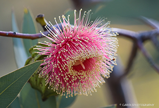 EUCALYPTUS MACROCARPA