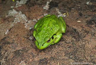 MOTORBIKE OR WESTERN TREE FROG (Litoria moorei)