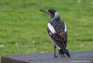 PIED CURRAWONG (Strepera graculina)