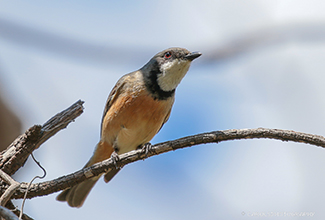 RUFOUS WHISTLER (Pachycephala rufiventris)