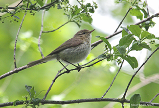 CHIFF CHAFF (Phyllosopus)