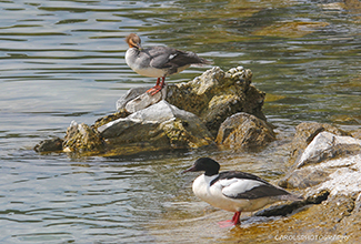 COMMON MERGANSER (Mergus merganser)
