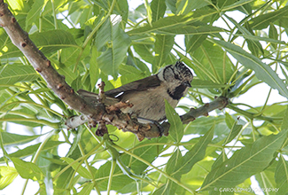 CRESTED TIT (Lophophanes cristatus)