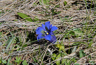 GENTIAN (Gentiana)