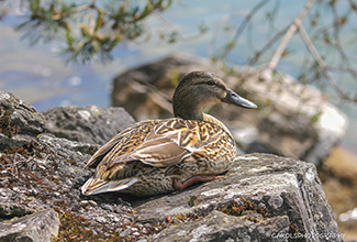 MALLARD - FEMALE (Anas platyrhynchos)