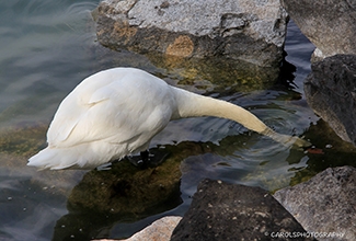 MUTE SWAN (Cygnus olor) FEEDING WITH HEAD SUBMERGED