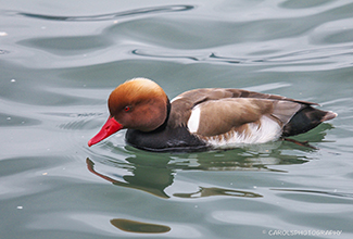 RED CRESTED POCHARD (Netta rufina)