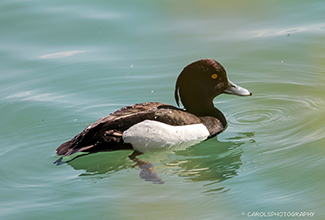 TUFTED DUCK (Aythya fuligula)