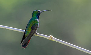 BLACK-THROATED MANGO HUMMINGBIRD(Anthracothorax nigricollis)
