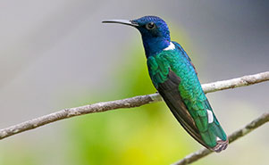THE WHITE NECKED JACOBIN(Florisuga mellivora)