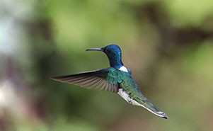WHITE NECKED JACOBIN(Florisuga mellivora)
