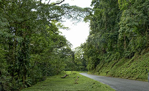 A GLIMPSE OF THE MAIN RIDGE RAINFOREST(Roxborough - Parlatuvier road)