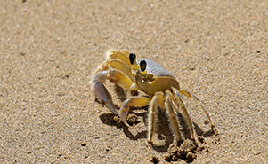 ATLANTIC GHOST CRAB(Ocypode quadrata)