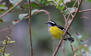 BANANAQUIT(Coereba flaveola luteola)