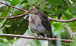 BARE EYED THRUSH(Turdus nudigenis)