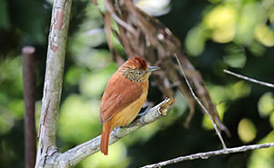 BARRED ANT SHRIKE(Thamnophilus doliatus) Female