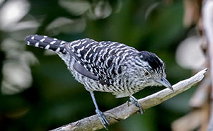 BARRED ANT SHRIKE(Thamnophilus doliatus)Male