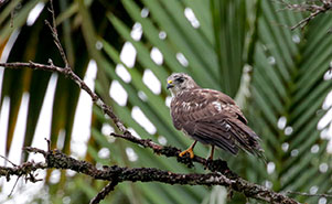 BROAD-WINGED HAWK(Buteo platypterus)