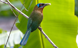 BLUE CROWNED MOTMOT(Momotus bahamensis)