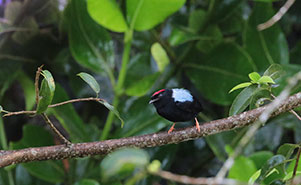 BLUE-BACKED MANAKIN (Chiroxiphia pareola)