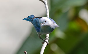 BLUE-GRAY TANAGER(Thraupis episcopus)