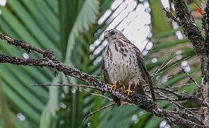 BROAD WINGED HAWK(Buteo platypterus)