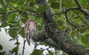 COMMON POTOO(Nyctibius griseus)