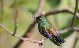 COPPER RUMPED HUMMINGBIRD(Amazilia tobaci)