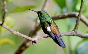 COPPER RUMPED HUMMINGBIRD(Amazilia tobaci)