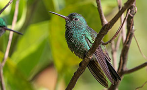COPPER RUMPED HUMMINGBIRD(Amazolia tobaci)