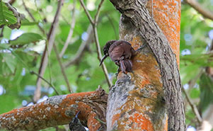COCOA WOODCREEPER(Xiphorhynchus susurrans)