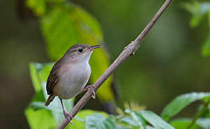 HOUSE WREN(Troglodytes musculus)