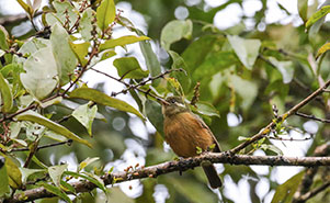 OCHRE-BELLIED FLYCATCHER(Mionectes oleaginea)