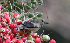 PALM TANAGER(Thraupis palmarum) 