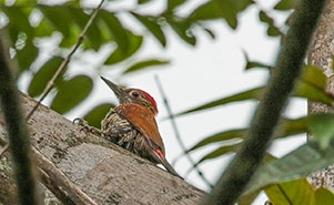 RED RUMPED WOODPECKER(Veniliornis kirkii)