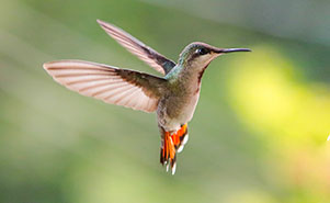 RUBY TOPAZ HUMMINGBIRD -(Chrysolampis mosquitus) Female 