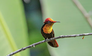 RUBY TOPAZ HUMMINGBIRD - MALE