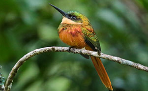 RUFOUS TAILED JACAMAR(Galbula ruficauda)