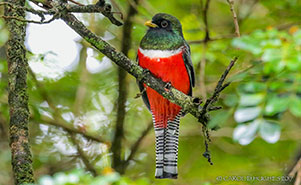 COLLARED TROGON(Trogon collaris)