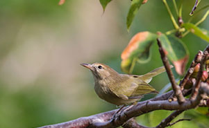 SCRUB GREENLET(Hylophilus insularis)