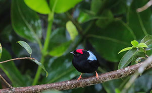 THE BLUE BACKED MANNIKIN(Chiroxiphia pareola)