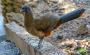 THE CHACHALACA - (Ortalis ruficauda)