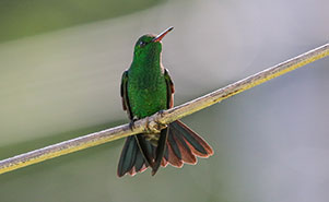 THE COPPER RUMPED HUMMINGBIRD(Amazolia tobaci)