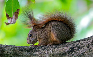 THE RED TAILED SQUIRREL(Sciurus granatensis)